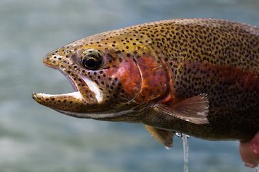Rainbow Trout Reproduction | Bass Fishing Gurus