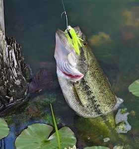 Fishing Lures Spinnerbaits Bass Fishing Gurus